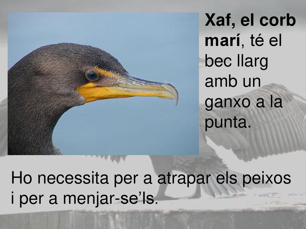 Xaf, el corb marí, té el bec llarg amb un ganxo a la punta.