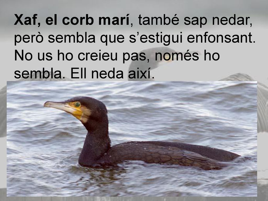 Xaf, el corb marí, també sap nedar, però sembla que s’estigui enfonsant.