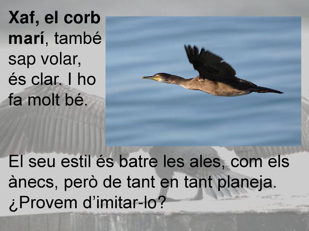 Xaf, el corb marí, també. sap volar, és clar. I ho. fa molt bé.