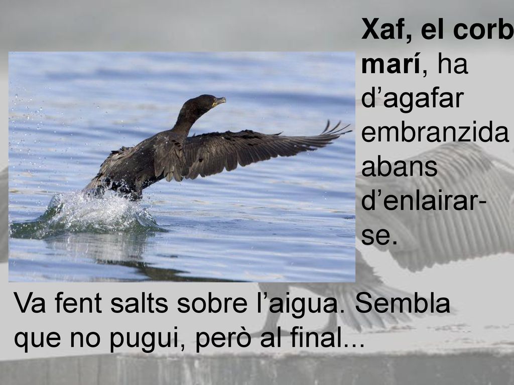 Xaf, el corb marí, ha d’agafar embranzida abans d’enlairar-se.