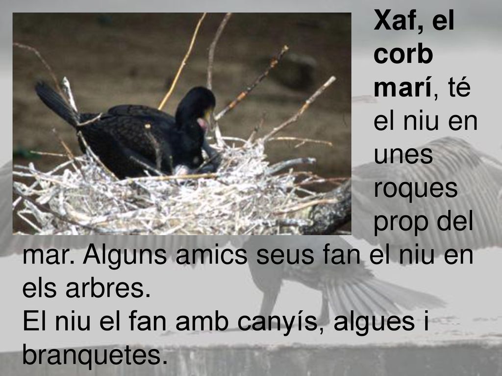 Xaf, el. corb. marí, té. el niu en. unes. roques. prop del mar