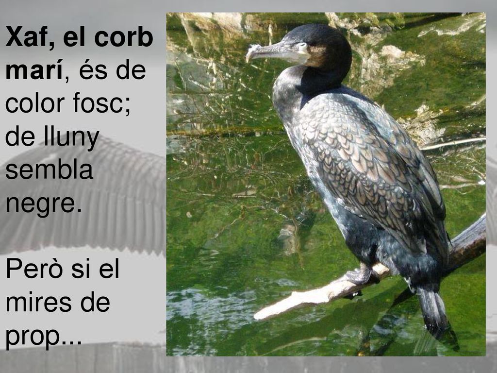 Xaf, el corb marí, és de color fosc; de lluny sembla negre.