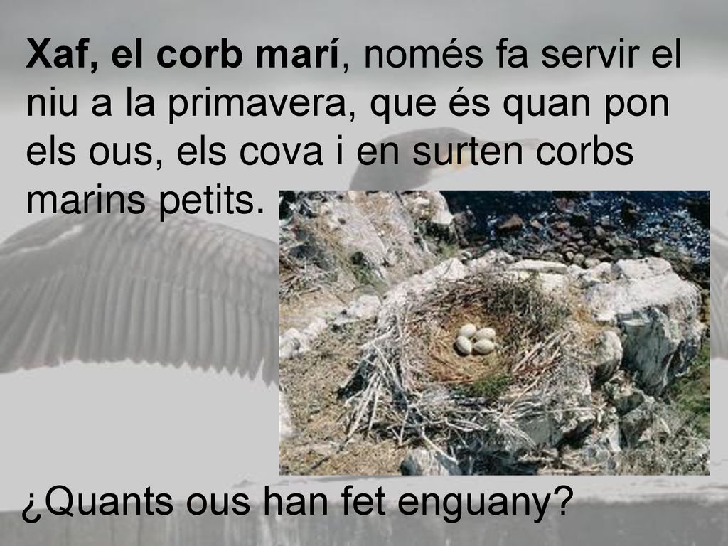 Xaf, el corb marí, només fa servir el niu a la primavera, que és quan pon els ous, els cova i en surten corbs marins petits.
