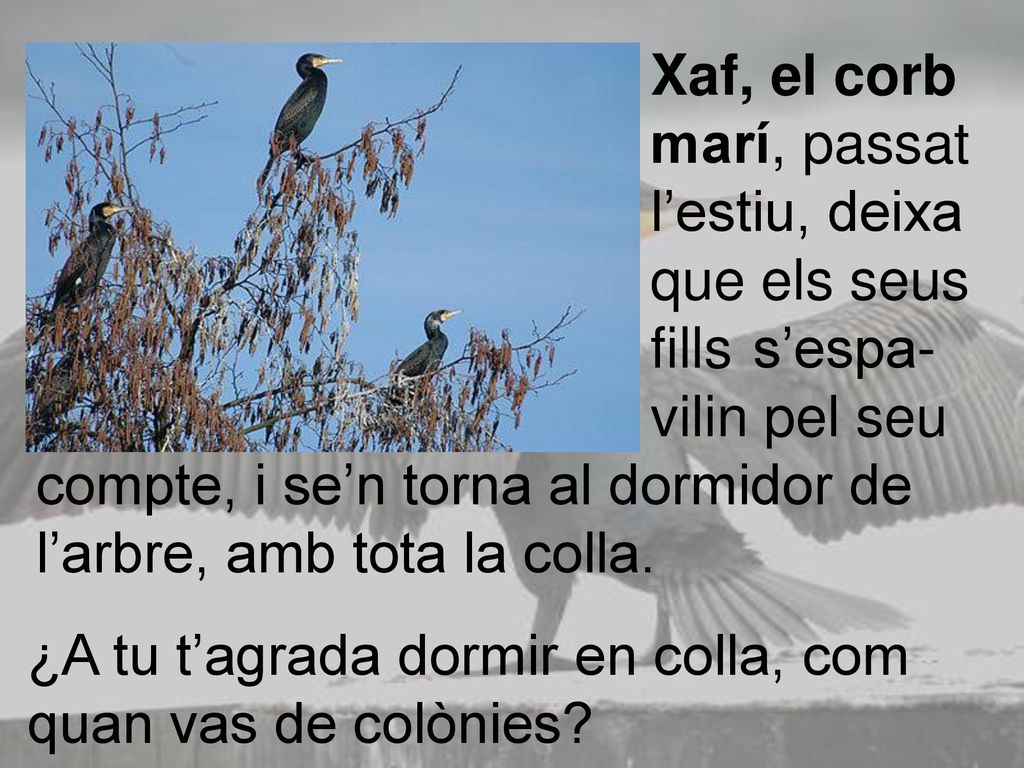 Xaf, el corb. marí, passat. l’estiu, deixa. que els seus. fills