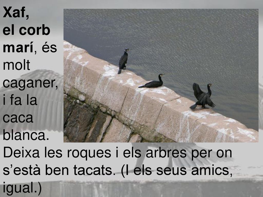 Xaf, el corb. marí, és. molt. caganer, i fa la. caca. blanca.
