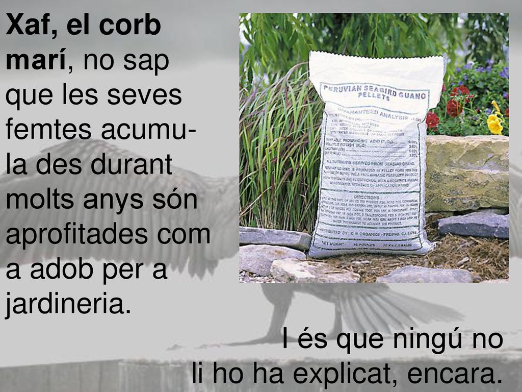 Xaf, el corb marí, no sap. que les seves. femtes acumu- la des durant. molts anys són. aprofitades com.
