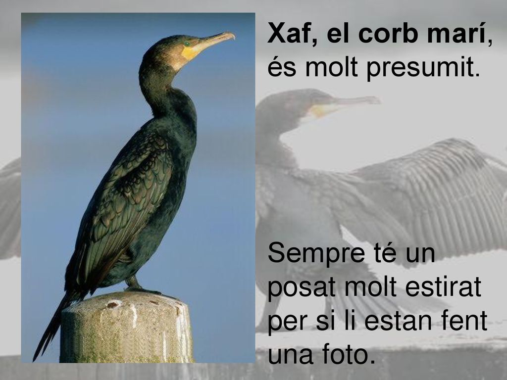 Xaf, el corb marí, és molt presumit.