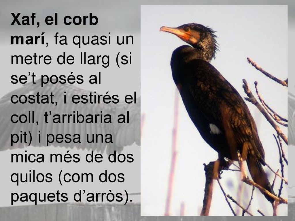 Xaf, el corb marí, fa quasi un metre de llarg (si se’t posés al costat, i estirés el coll, t’arribaria al pit) i pesa una mica més de dos quilos (com dos paquets d’arròs).