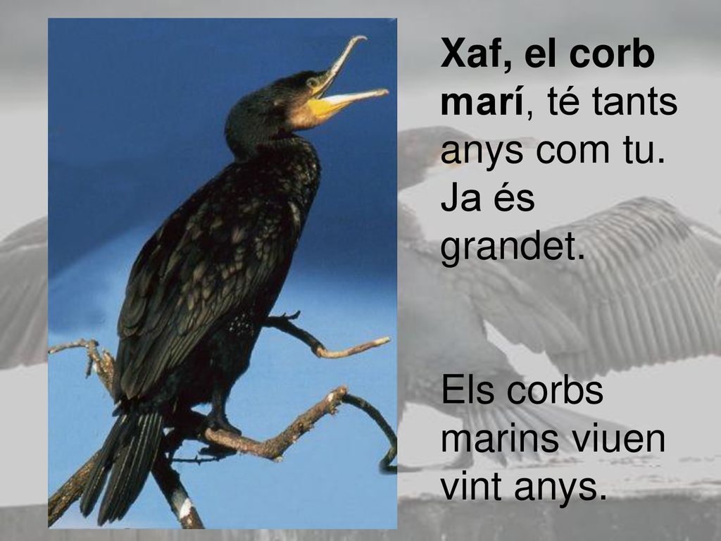 Xaf, el corb marí, té tants anys com tu. Ja és grandet.