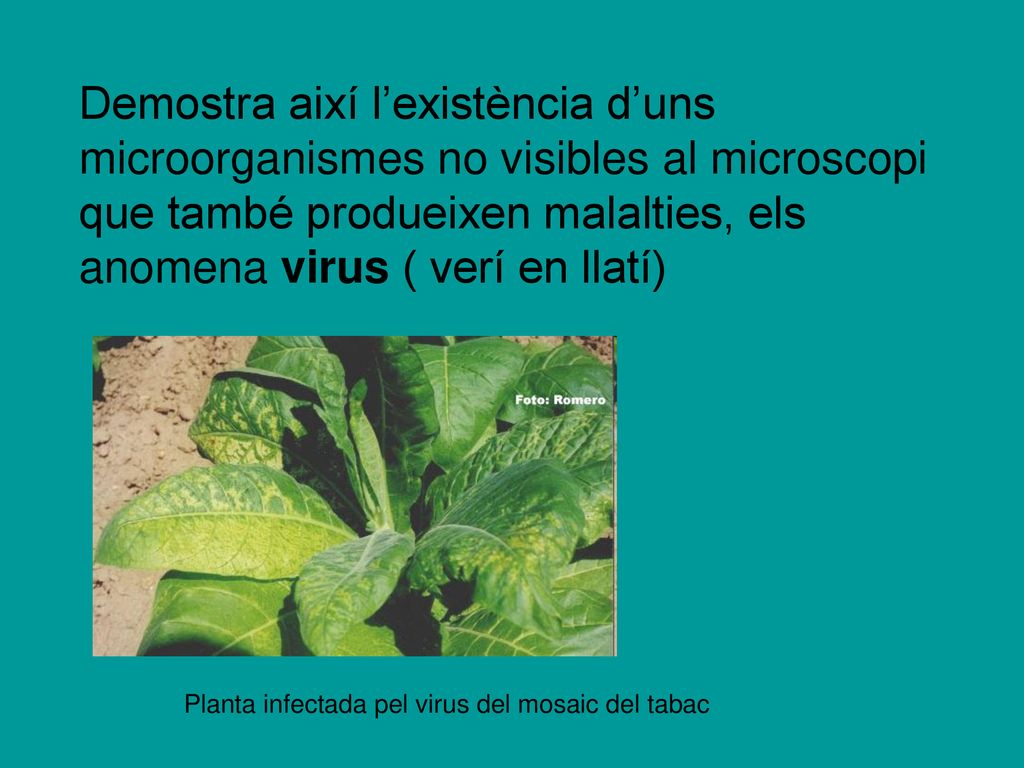Demostra així l’existència d’uns microorganismes no visibles al microscopi que també produeixen malalties, els anomena virus ( verí en llatí)