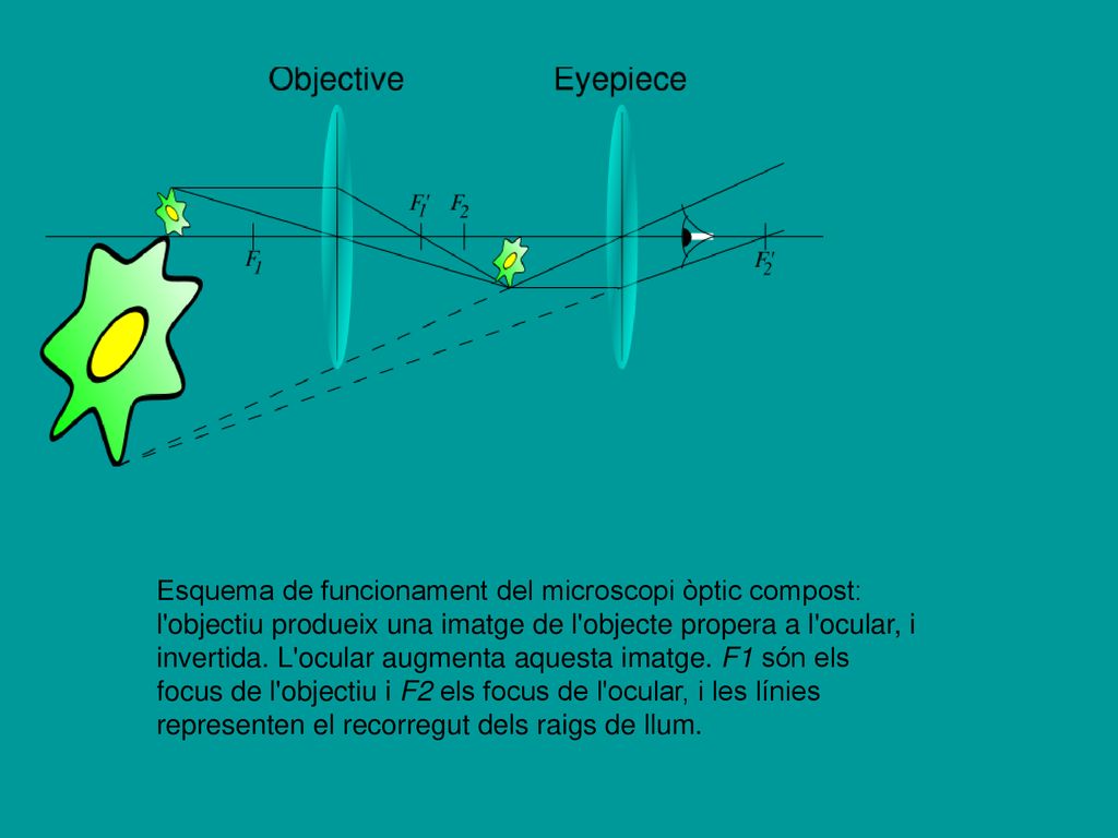 Esquema de funcionament del microscopi òptic compost: l objectiu produeix una imatge de l objecte propera a l ocular, i invertida.