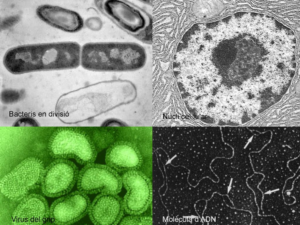 Bacteris en divisió Nucli cel·lular Virus del grip Molècula d’ADN