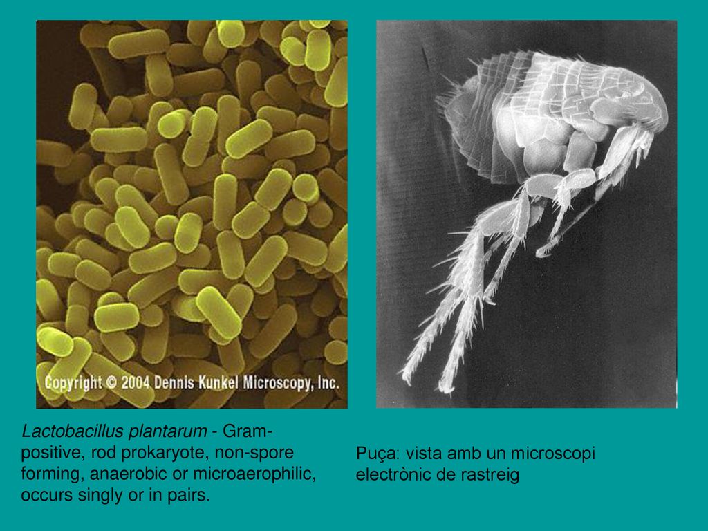 Lactobacillus plantarum - Gram-positive, rod prokaryote, non-spore forming, anaerobic or microaerophilic, occurs singly or in pairs.