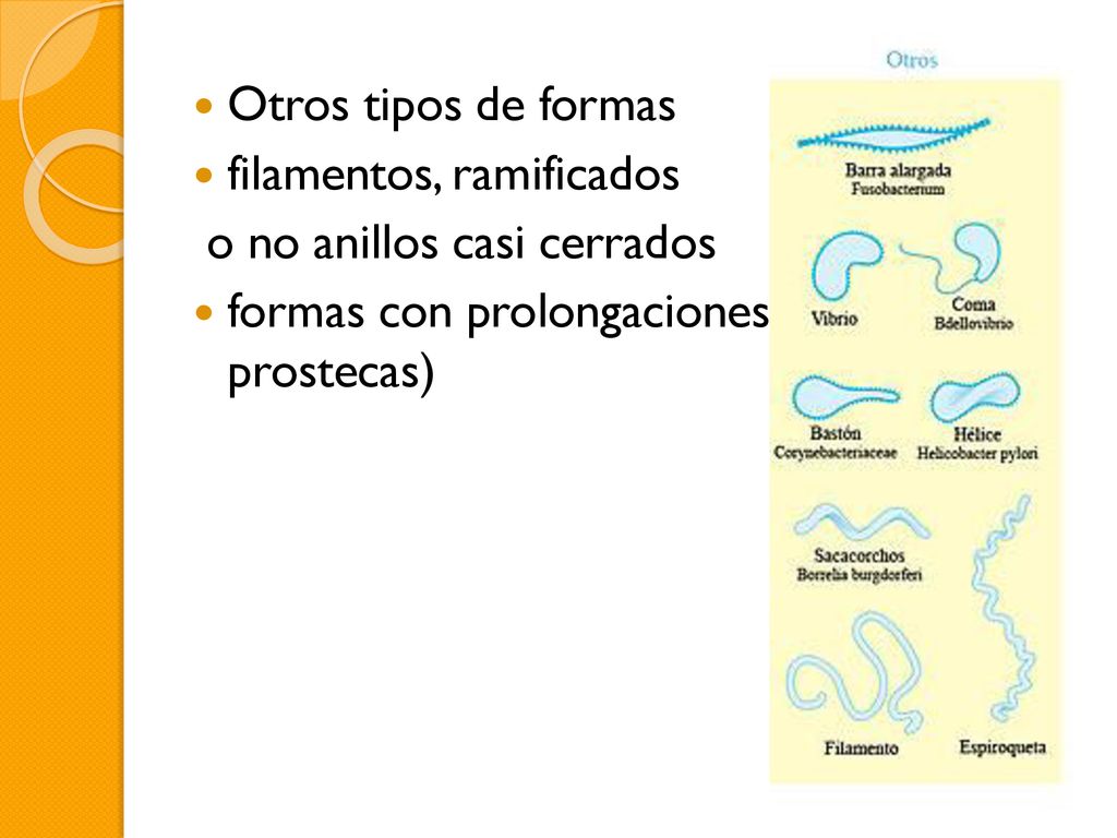 Otros tipos de formas filamentos, ramificados. o no anillos casi cerrados.