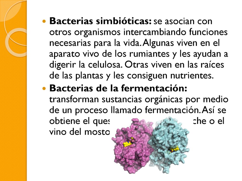 Bacterias simbióticas: se asocian con otros organismos intercambiando funciones necesarias para la vida. Algunas viven en el aparato vivo de los rumiantes y les ayudan a digerir la celulosa. Otras viven en las raíces de las plantas y les consiguen nutrientes.
