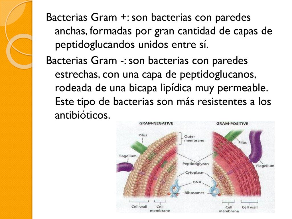 Bacterias Gram +: son bacterias con paredes anchas, formadas por gran cantidad de capas de peptidoglucandos unidos entre sí.