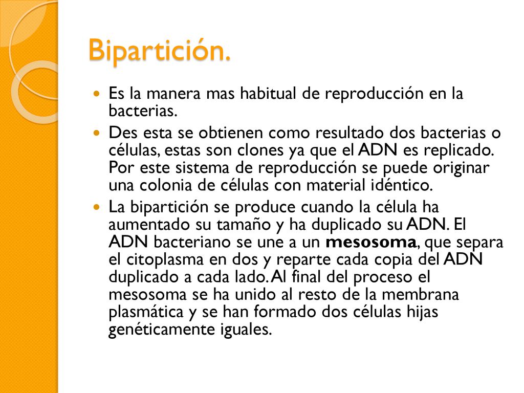 Bipartición. Es la manera mas habitual de reproducción en la bacterias.