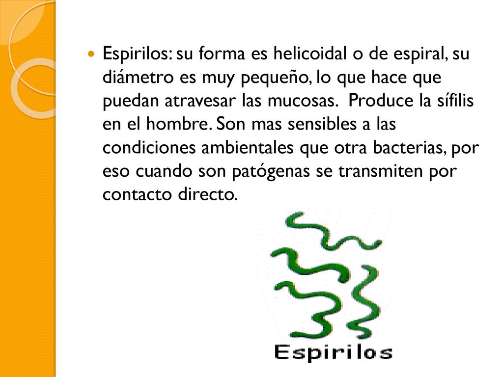 Espirilos: su forma es helicoidal o de espiral, su diámetro es muy pequeño, lo que hace que puedan atravesar las mucosas.