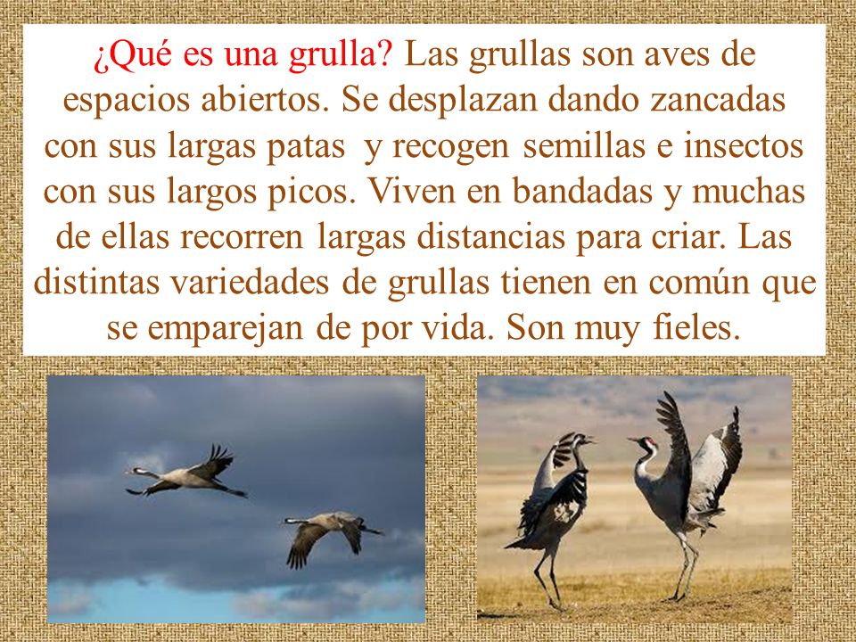 ¿Qué es una grulla. Las grullas son aves de espacios abiertos