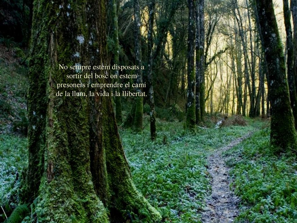 No sempre estem disposats a sortir del bosc on estem presoners i emprendre el camí de la llum, la vida i la llibertat.
