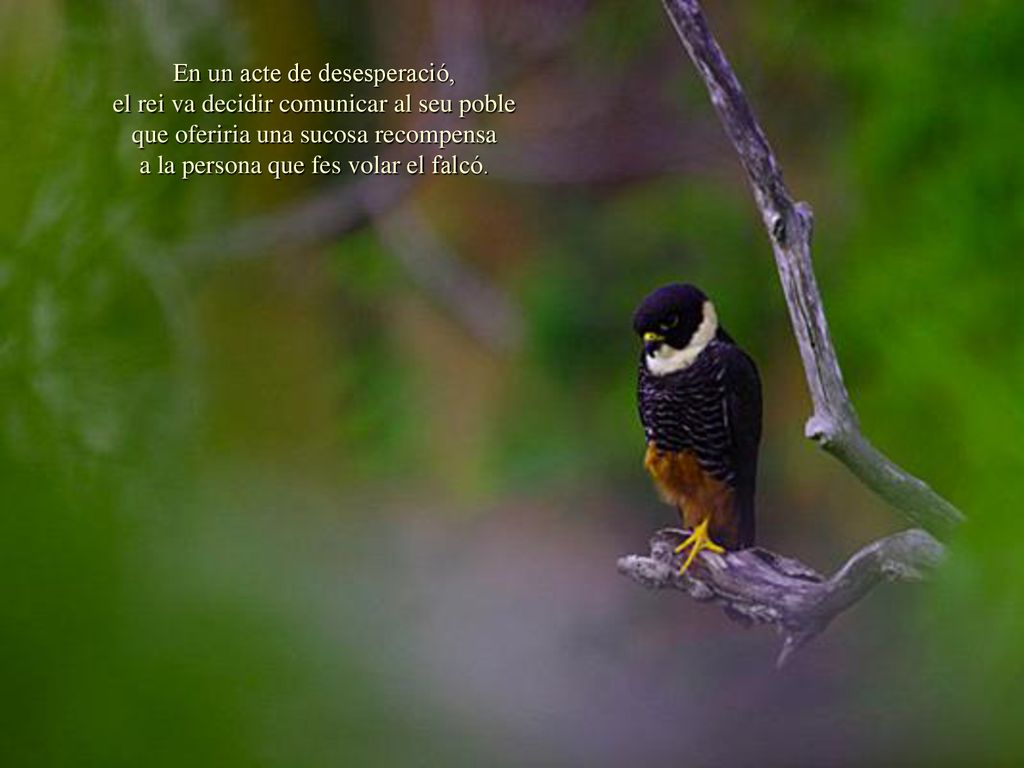 En un acte de desesperació, el rei va decidir comunicar al seu poble que oferiria una sucosa recompensa a la persona que fes volar el falcó.