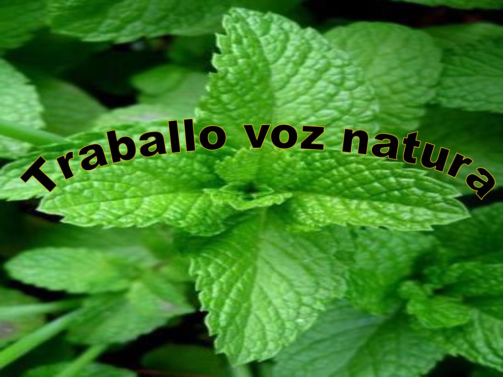 Traballo voz natura Traballo Traballo Voz Voz Natura Natura Traballo
