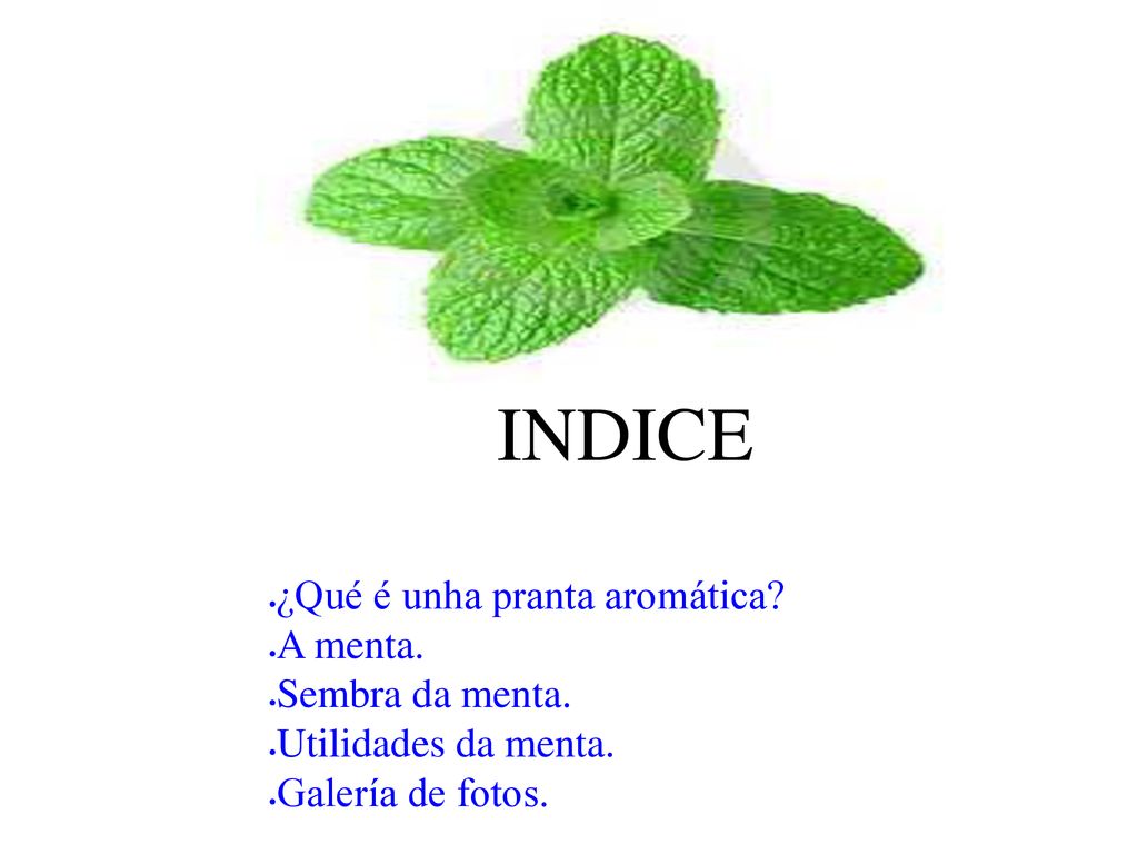 INDICE ¿Qué é unha pranta aromática A menta. Sembra da menta.
