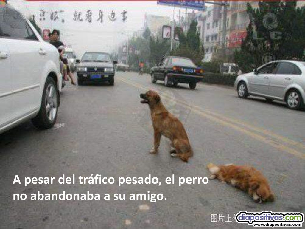 A pesar del tráfico pesado, el perro no abandonaba a su amigo.