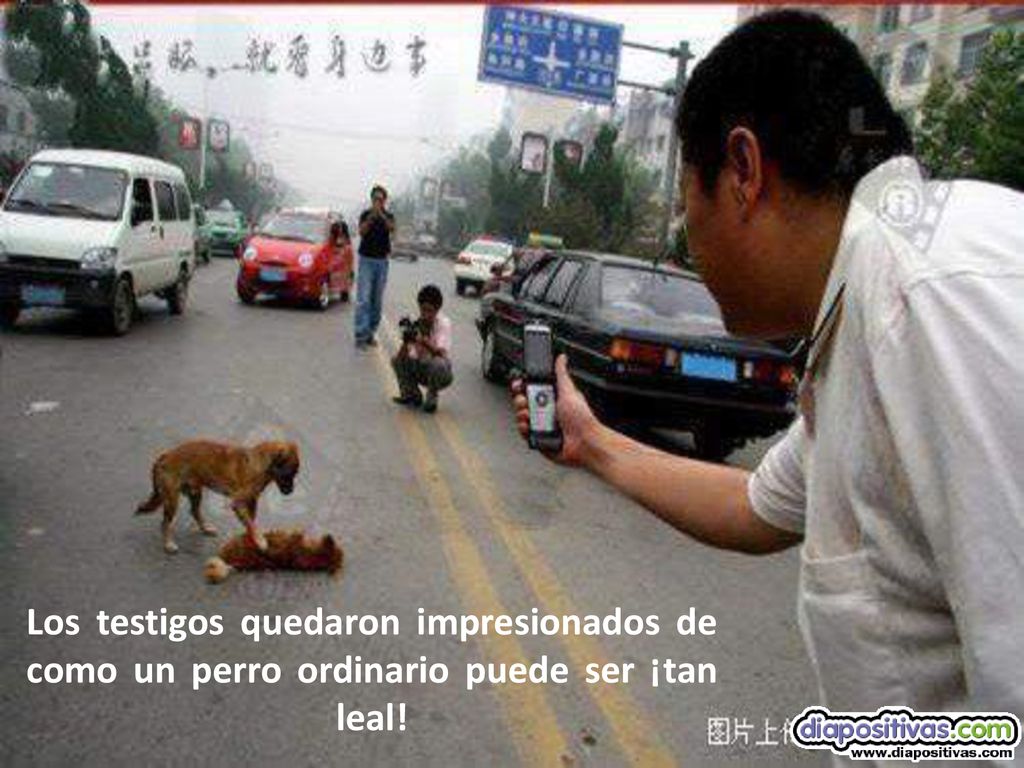 Los testigos quedaron impresionados de como un perro ordinario puede ser ¡tan leal!