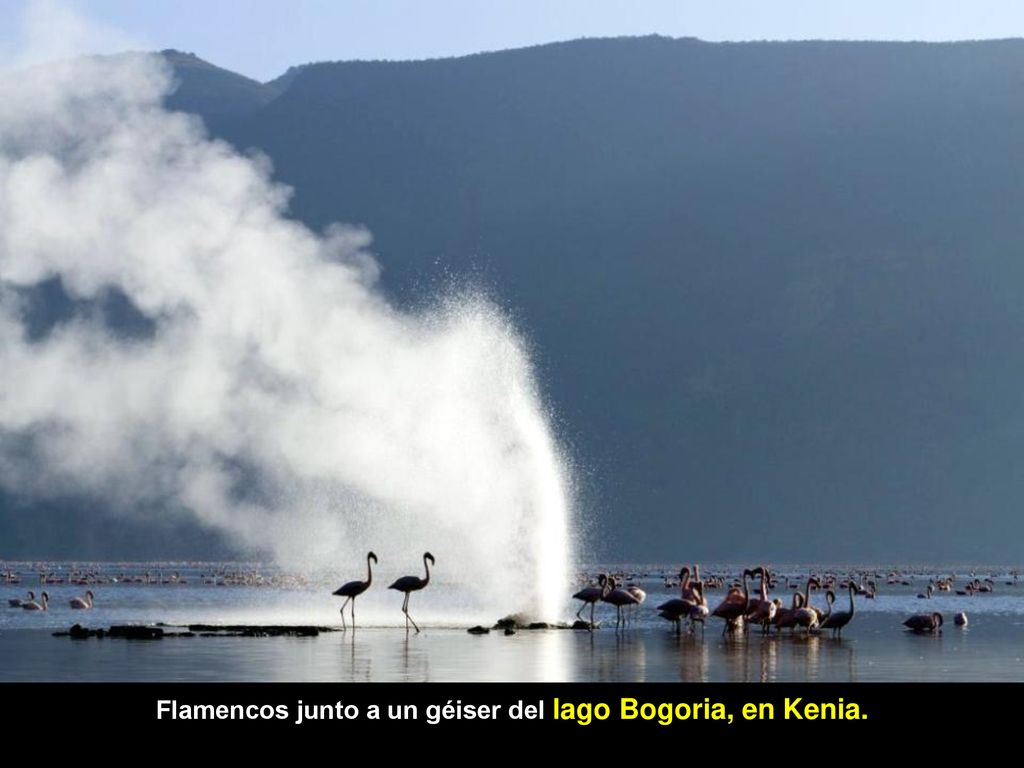 Flamencos junto a un géiser del lago Bogoria, en Kenia.