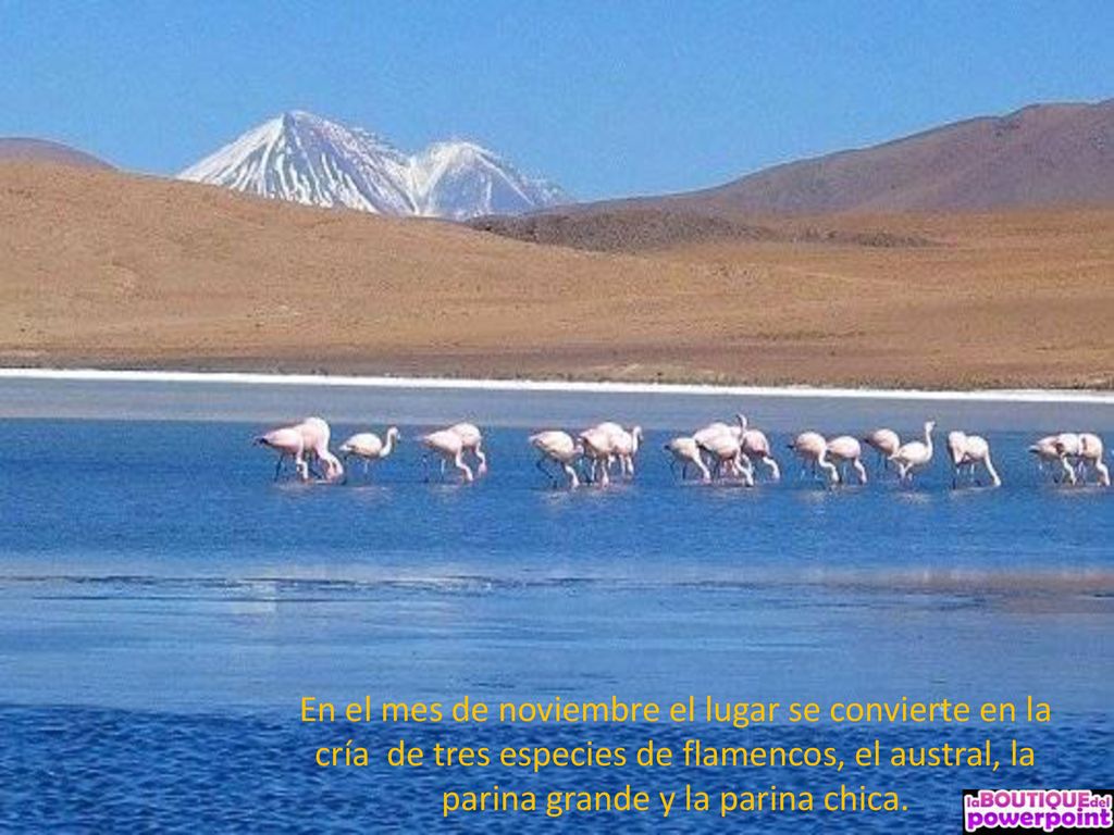 En el mes de noviembre el lugar se convierte en la cría de tres especies de flamencos, el austral, la parina grande y la parina chica.