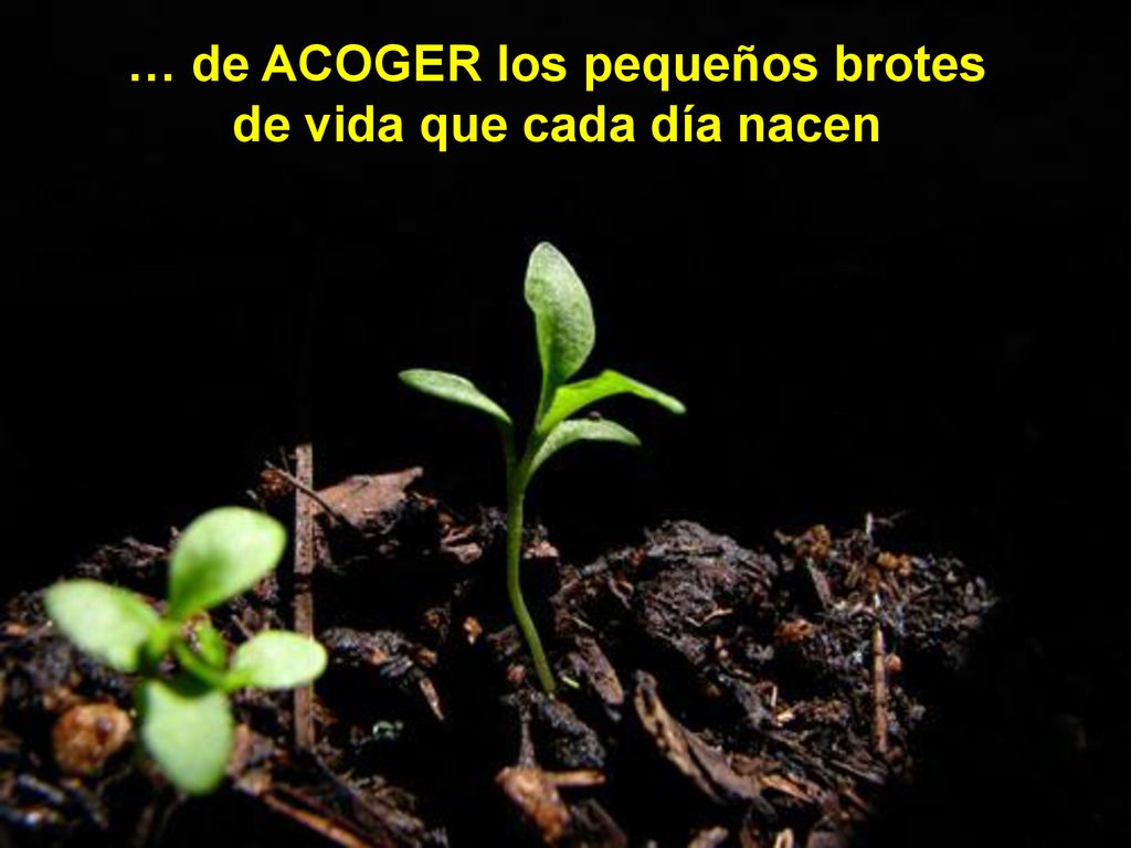 … de ACOGER los pequeños brotes de vida que cada día nacen