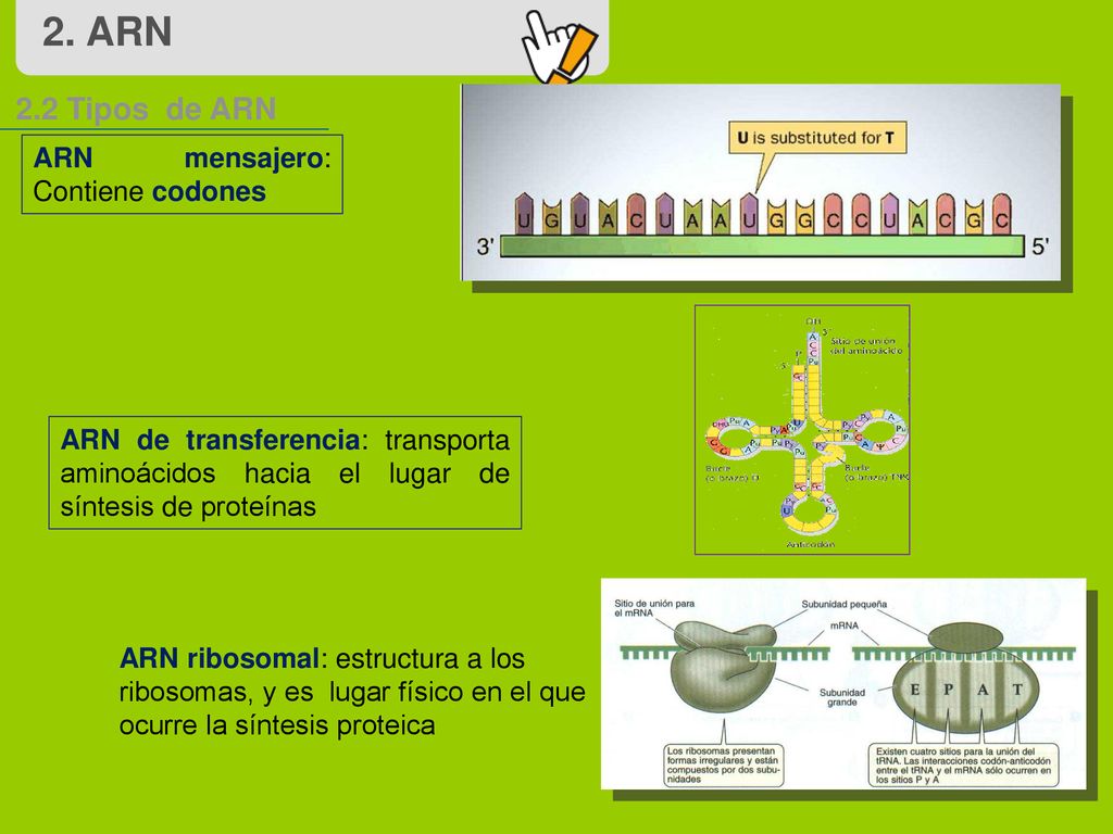 2. ARN 2.2 Tipos de ARN ARN mensajero: Contiene codones