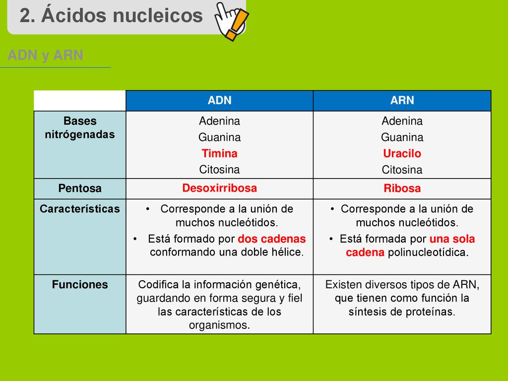 2. Ácidos nucleicos ADN y ARN ADN ARN Bases nitrógenadas Adenina