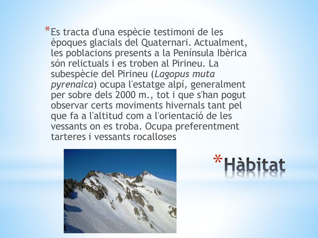 Es tracta d una espècie testimoni de les èpoques glacials del Quaternari. Actualment, les poblacions presents a la Península Ibèrica són relictuals i es troben al Pirineu. La subespècie del Pirineu (Lagopus muta pyrenaica) ocupa l estatge alpí, generalment per sobre dels 2000 m., tot i que s han pogut observar certs moviments hivernals tant pel que fa a l altitud com a l orientació de les vessants on es troba. Ocupa preferentment tarteres i vessants rocalloses