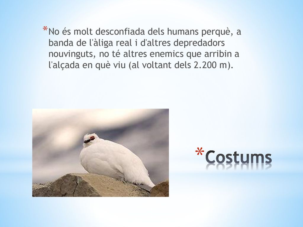 No és molt desconfiada dels humans perquè, a banda de l àliga real i d altres depredadors nouvinguts, no té altres enemics que arribin a l alçada en què viu (al voltant dels m).
