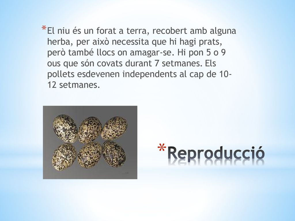 El niu és un forat a terra, recobert amb alguna herba, per això necessita que hi hagi prats, però també llocs on amagar-se. Hi pon 5 o 9 ous que són covats durant 7 setmanes. Els pollets esdevenen independents al cap de setmanes.