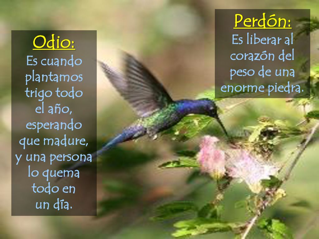 Perdón: Odio: Es liberar al corazón del peso de una enorme piedra.
