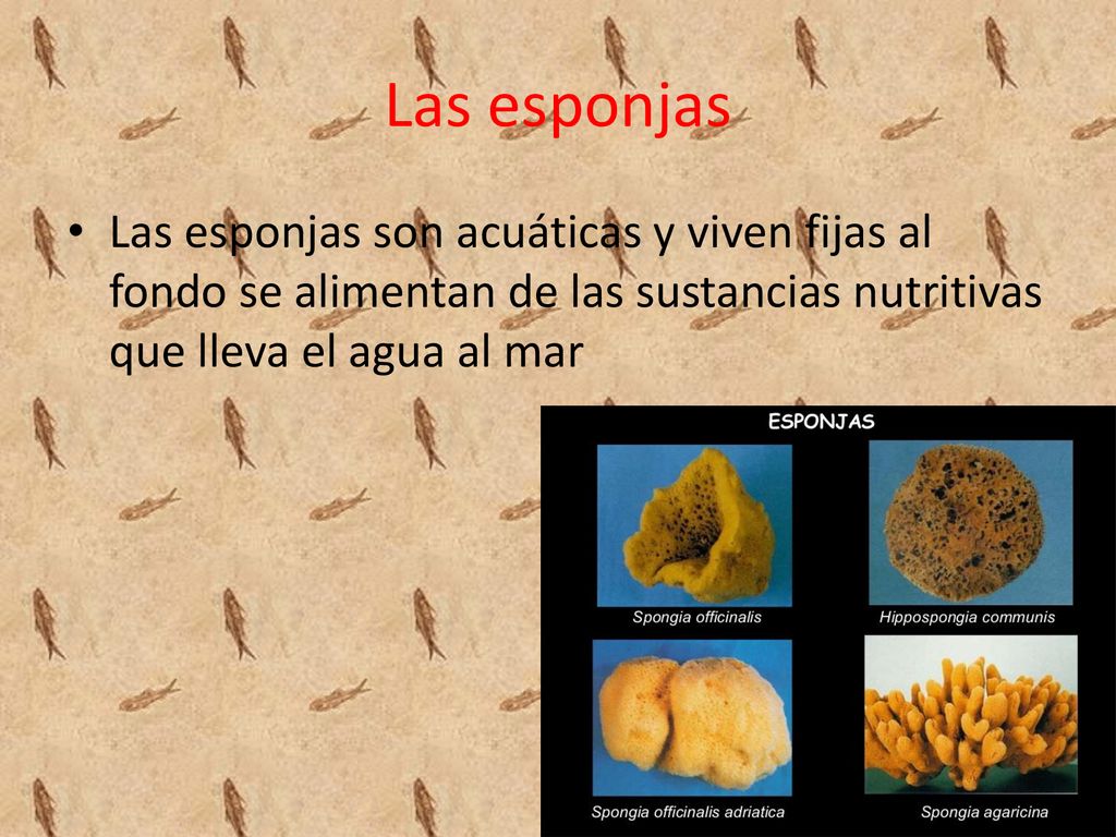 Las esponjas Las esponjas son acuáticas y viven fijas al fondo se alimentan de las sustancias nutritivas que lleva el agua al mar.