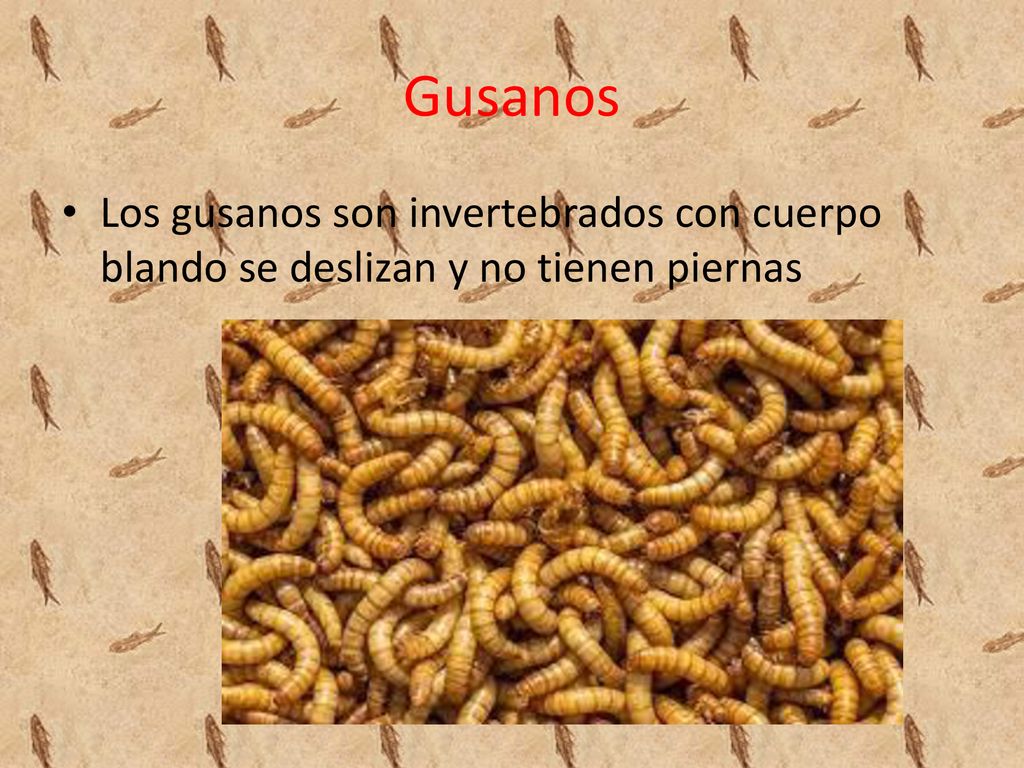 Gusanos Los gusanos son invertebrados con cuerpo blando se deslizan y no tienen piernas