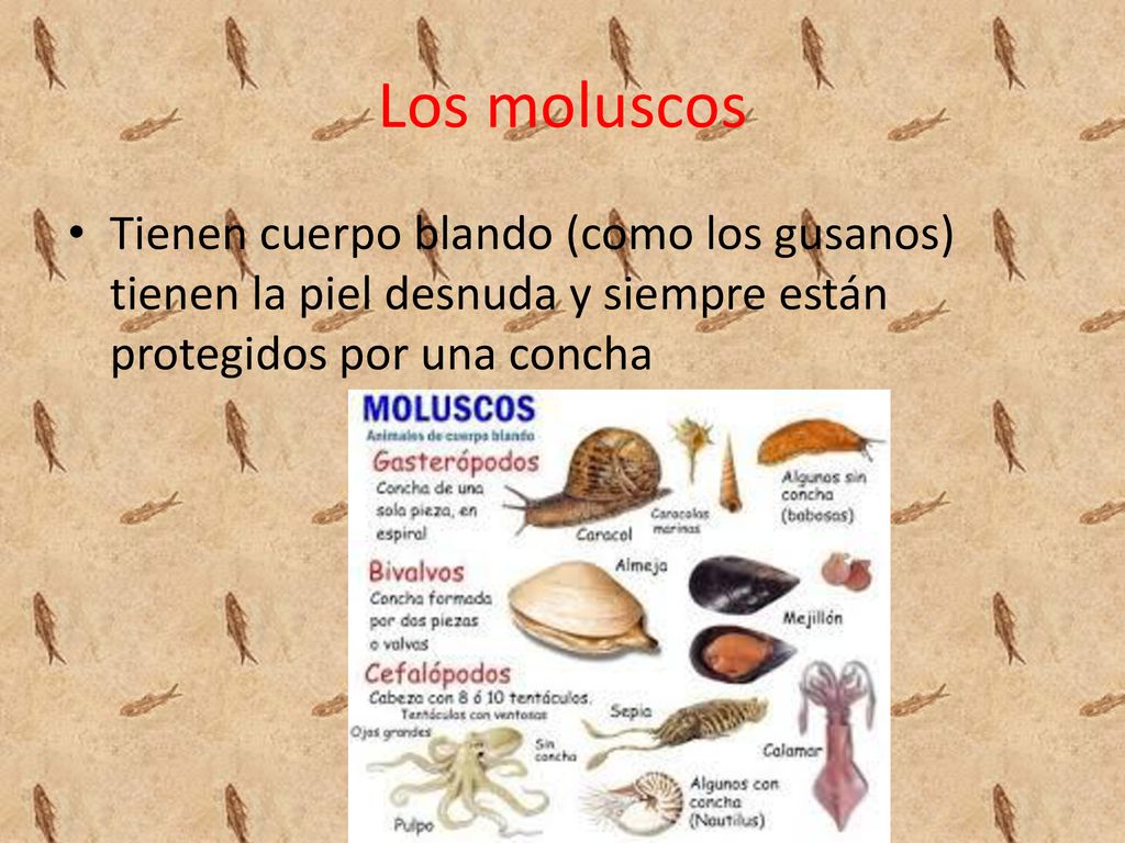 Los moluscos Tienen cuerpo blando (como los gusanos) tienen la piel desnuda y siempre están protegidos por una concha.