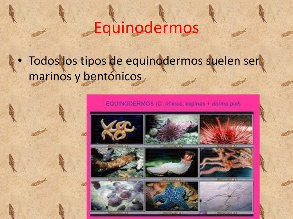 Equinodermos Todos los tipos de equinodermos suelen ser marinos y bentónicos
