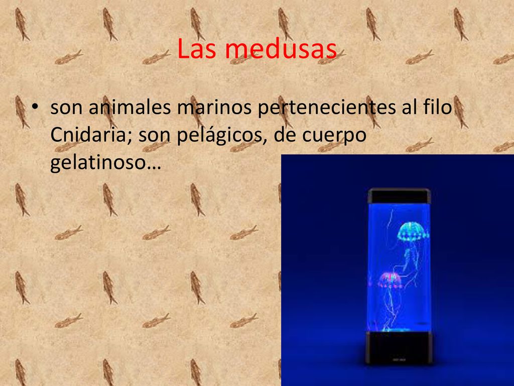 Las medusas son animales marinos pertenecientes al filo Cnidaria; son pelágicos, de cuerpo gelatinoso…