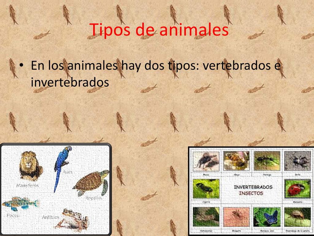 Tipos de animales En los animales hay dos tipos: vertebrados e invertebrados