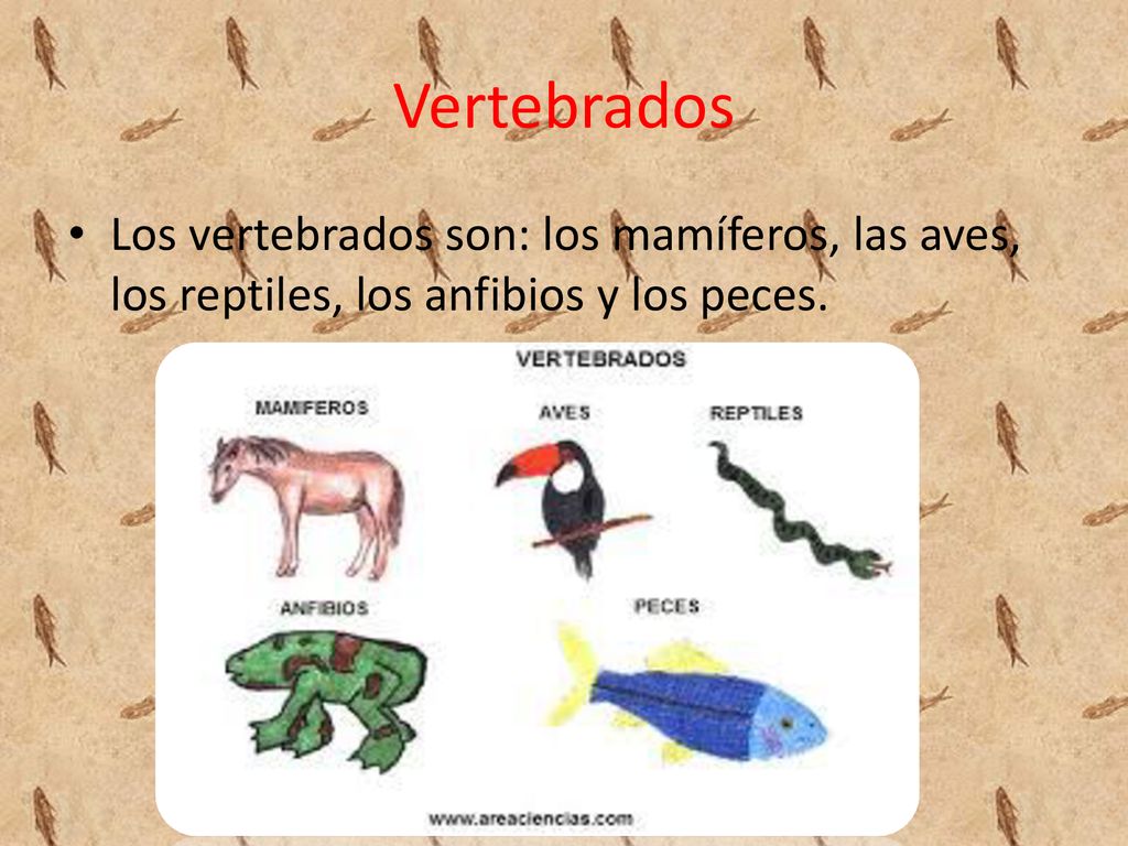 Vertebrados Los vertebrados son: los mamíferos, las aves, los reptiles, los anfibios y los peces.