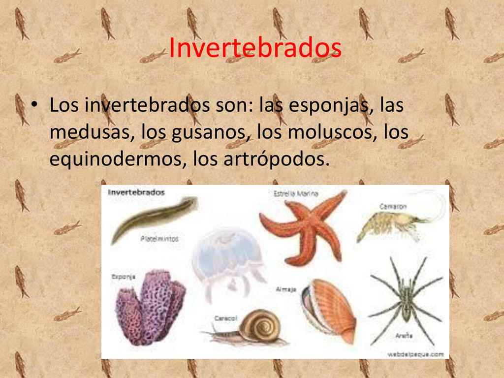Invertebrados Los invertebrados son: las esponjas, las medusas, los gusanos, los moluscos, los equinodermos, los artrópodos.