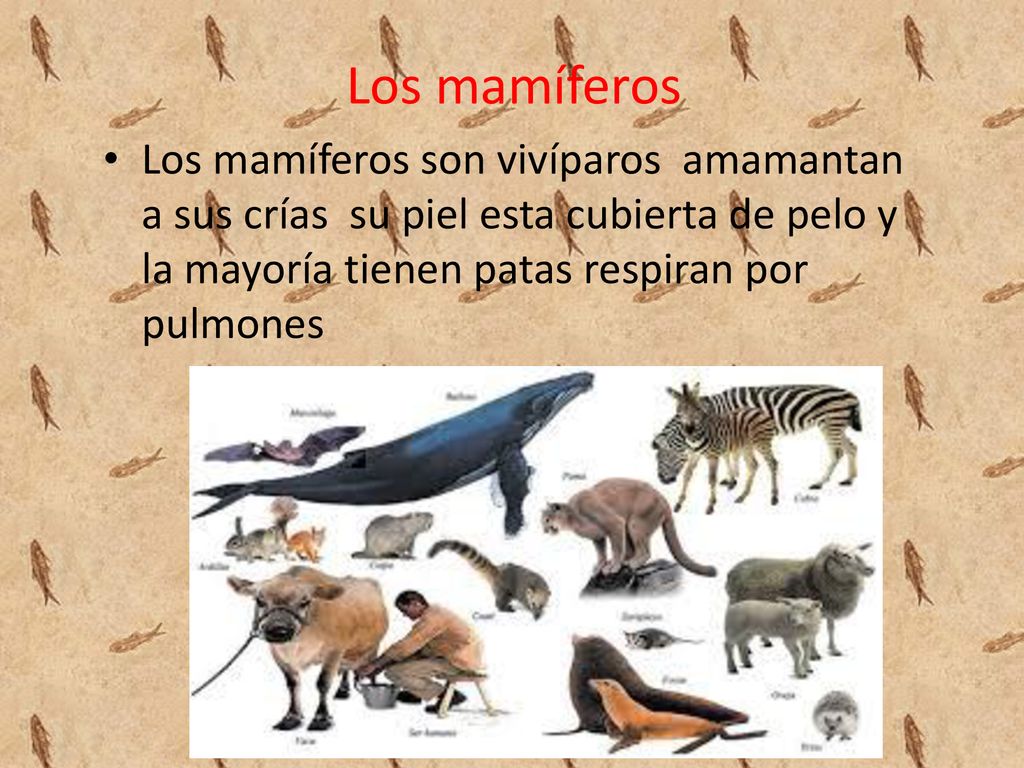 Los mamíferos Los mamíferos son vivíparos amamantan a sus crías su piel esta cubierta de pelo y la mayoría tienen patas respiran por pulmones.