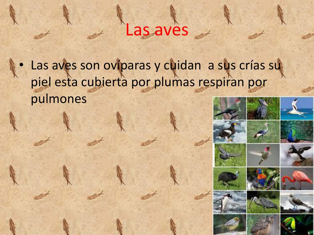 Las aves Las aves son ovíparas y cuidan a sus crías su piel esta cubierta por plumas respiran por pulmones.