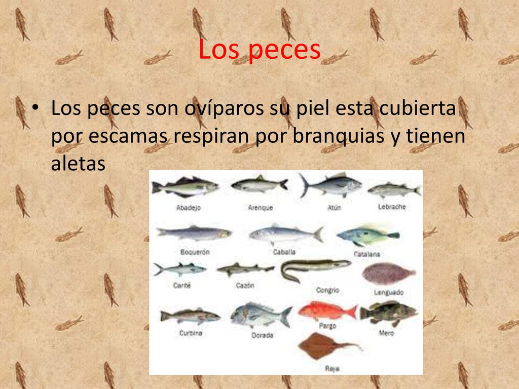 Los peces Los peces son ovíparos su piel esta cubierta por escamas respiran por branquias y tienen aletas.