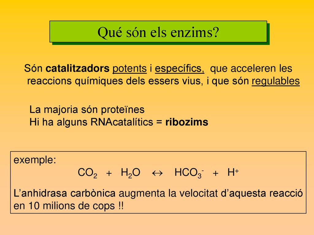 Qué són els enzims Són catalitzadors potents i específics, que acceleren les. reaccions químiques dels essers vius, i que són regulables.